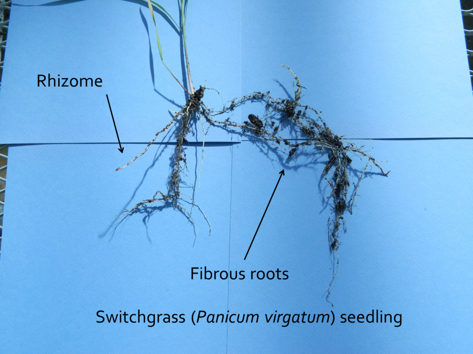 grass fibrous roots